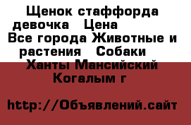 Щенок стаффорда девочка › Цена ­ 20 000 - Все города Животные и растения » Собаки   . Ханты-Мансийский,Когалым г.